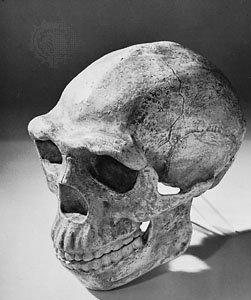 Peking Man. Source.